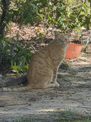 Found/Stray Female Cat last seen Behind Egg Roll Express, Elgin, SC 29045