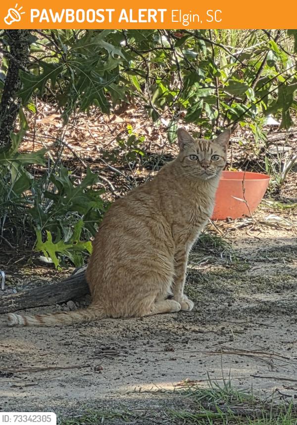 Found/Stray Female Cat last seen Behind Egg Roll Express, Elgin, SC 29045