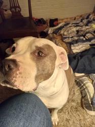 Lost Male Dog last seen Dolese park, Oklahoma City, OK 73122