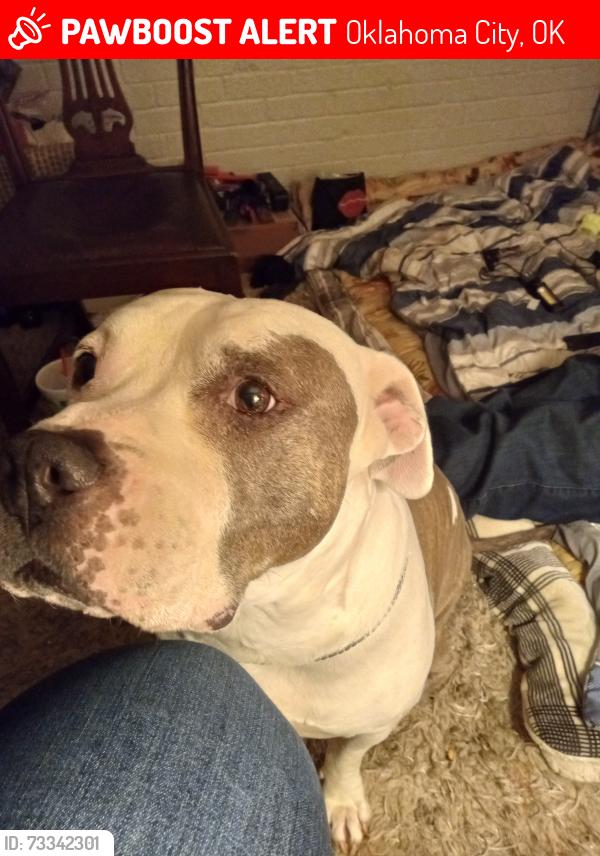 Lost Male Dog last seen Dolese park, Oklahoma City, OK 73122