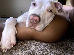 Lost Female Dog last seen Maple Grove, Saint Paul, MN 55101