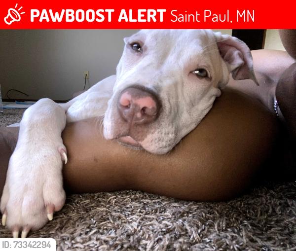 Lost Female Dog last seen Maple Grove, Saint Paul, MN 55101