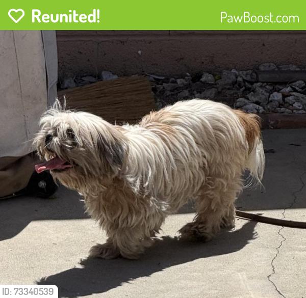Reunited Unknown Dog last seen Near Canehill Ave, Lakewood, CA 90713, USA, Lakewood, CA 90713