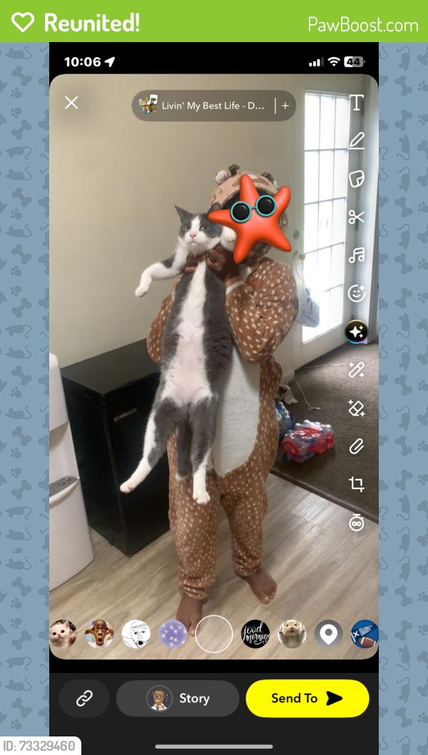 Reunited Male Cat last seen Clough, Bowling Green, OH 43402