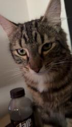 Lost Male Cat last seen Garfield Street, Mckern street, Wentworthville, NSW 2145