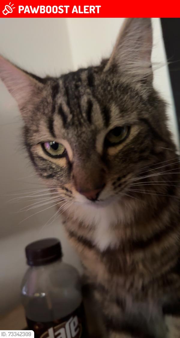 Lost Male Cat last seen Garfield Street, Mckern street, Wentworthville, NSW 2145