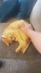 Lost Male Cat last seen Near red wolf Dr, Fort Worth, TX 76244