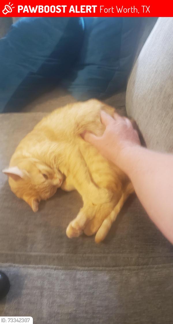 Lost Male Cat last seen Near red wolf Dr, Fort Worth, TX 76244