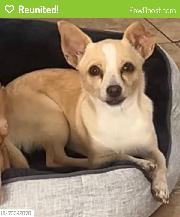 Reunited Female Dog last seen 67th & Falcon, Long Beach, CA 90805