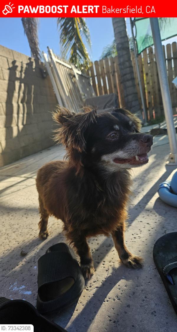 Lost Male Dog last seen Fairfax and College, Bakersfield, CA 93306