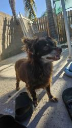 Lost Male Dog last seen Fairfax and College, Bakersfield, CA 93306