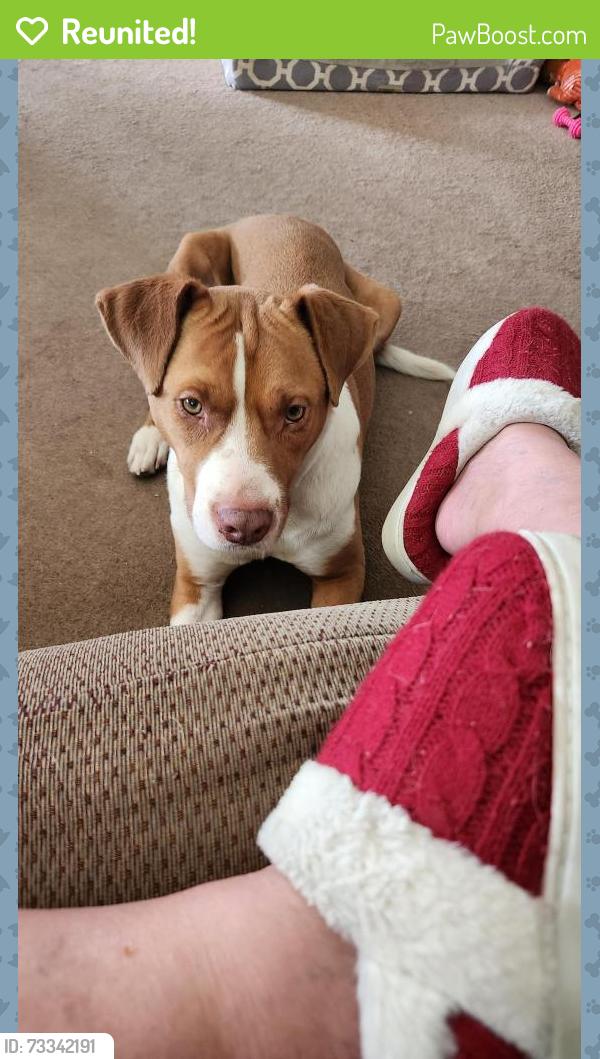 Reunited Male Dog last seen Collova Dr, Vadnais Heights, MN 55127