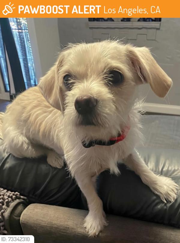 Found/Stray Female Dog last seen N Alvarado St, Los Angeles, CA 90026