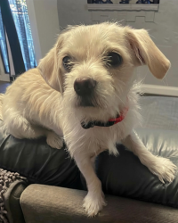 Found/Stray Female Dog last seen N Alvarado St, Los Angeles, CA 90026