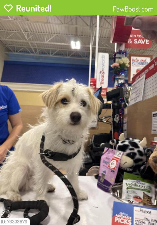 Reunited Male Dog last seen Villa and Teague near Buchanan High School, Clovis, CA 93619