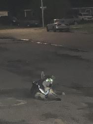 Reunited Unknown Dog last seen Next to neighbor hood scoop, Harris County, TX 77504