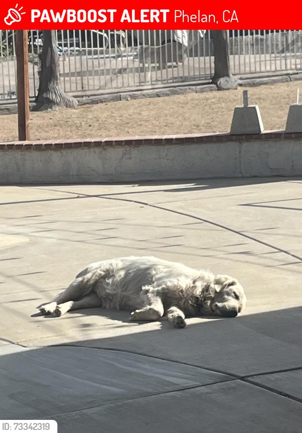 Lost Female Dog last seen Phelan, Phelan, CA 92371