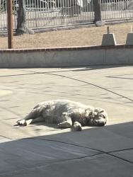 Lost Female Dog last seen Phelan, Phelan, CA 92371
