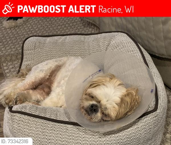 Lost Female Dog last seen 3rd Ave & South Strret, Racine, WI 53402