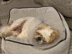 Lost Female Dog last seen 3rd Ave & South Strret, Racine, WI 53402
