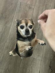Lost Male Dog last seen Mountain Vista Mobile Home Community, Tucson, AZ 85746
