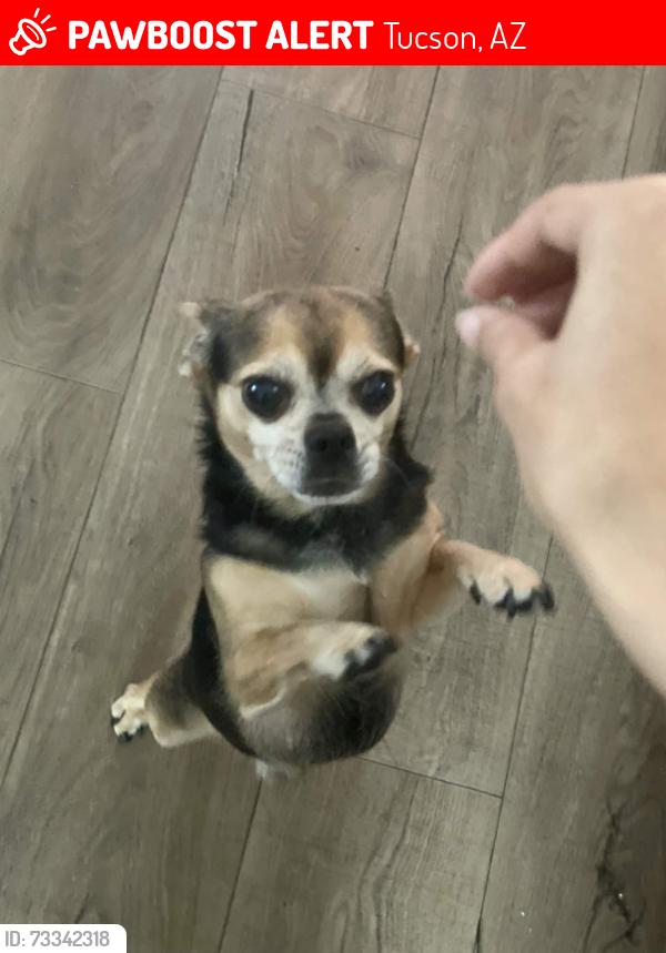 Lost Male Dog last seen Mountain Vista Mobile Home Community, Tucson, AZ 85746