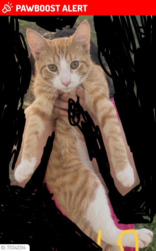 Lost Male Cat last seen Hillcrest somerset nj, Franklin Township, NJ 08873