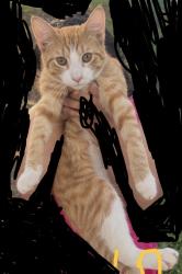 Lost Male Cat last seen Hillcrest somerset nj, Franklin Township, NJ 08873