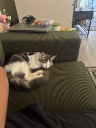Lost Female Cat last seen The Landing at Francher Creek apmts, Fresno, CA 93727