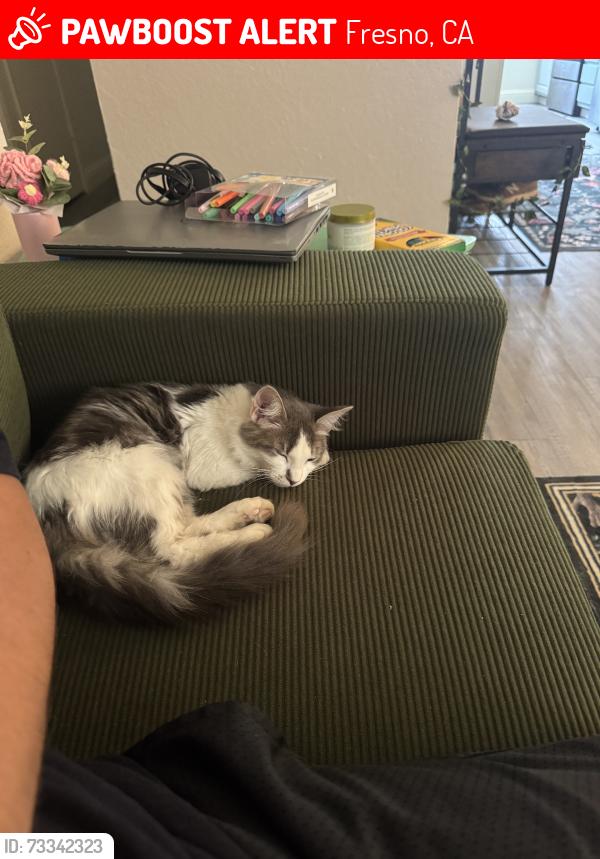 Lost Female Cat last seen The Landing at Francher Creek apmts, Fresno, CA 93727