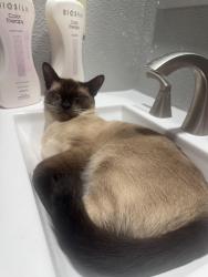 Lost Male Cat last seen West creek, San Antonio, TX 78253