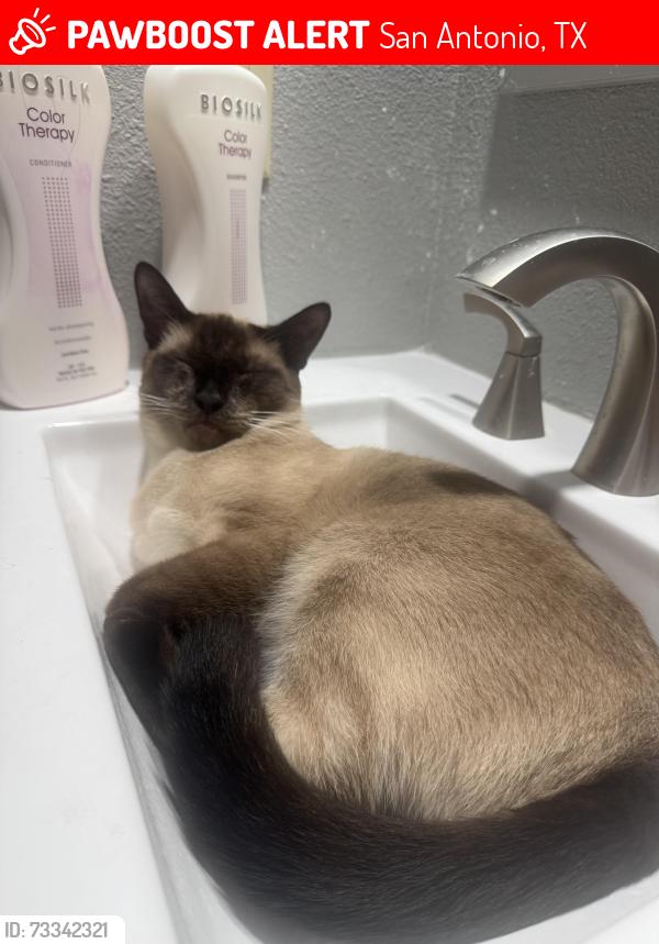 Lost Male Cat last seen West creek, San Antonio, TX 78253