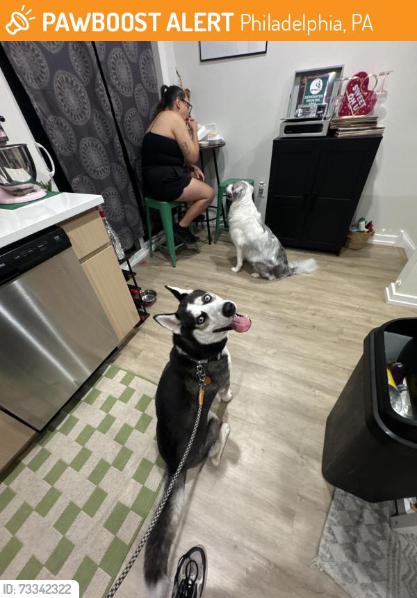 Found/Stray Male Dog last seen 26th and Sears St, Philadelphia, PA 19146