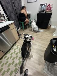 Found/Stray Male Dog last seen 26th and Sears St, Philadelphia, PA 19146