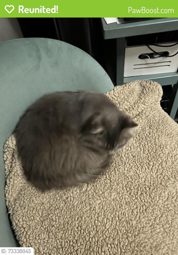 Reunited Unknown Cat last seen Greensboro airport, Greensboro, NC 27410