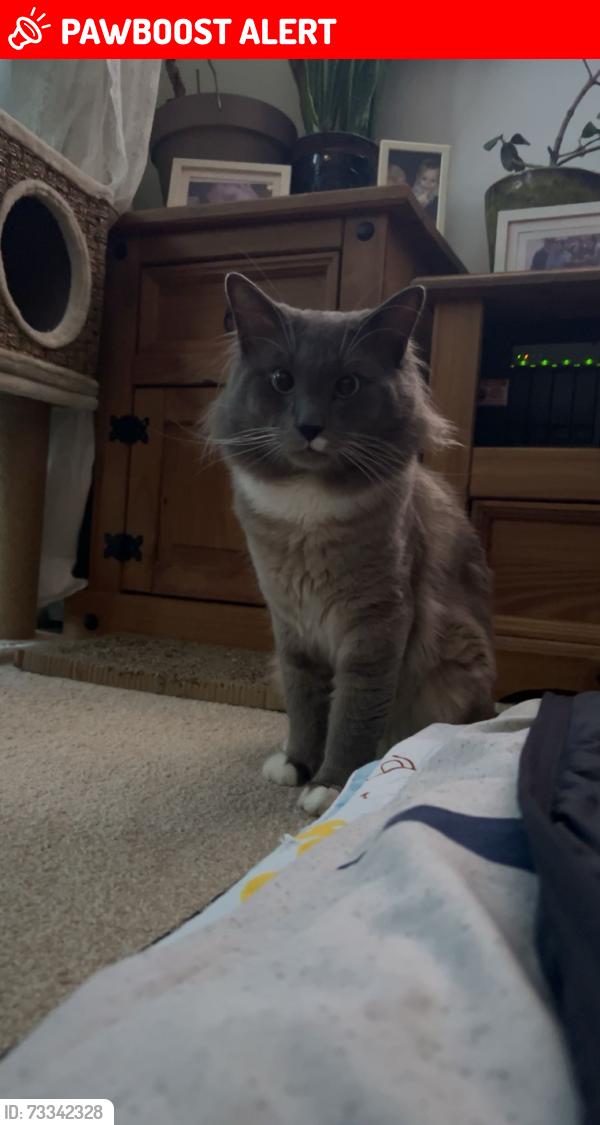 Lost Male Cat last seen sm1 2sn, Greater London, England 