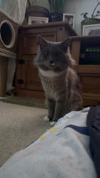 Lost Male Cat last seen sm1 2sn, Greater London, England 