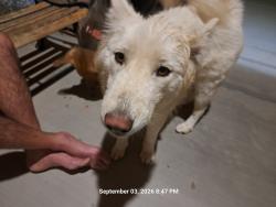 Found/Stray Female Dog last seen Thunderbird rd, Douglas, Apple Valley, CA 92307