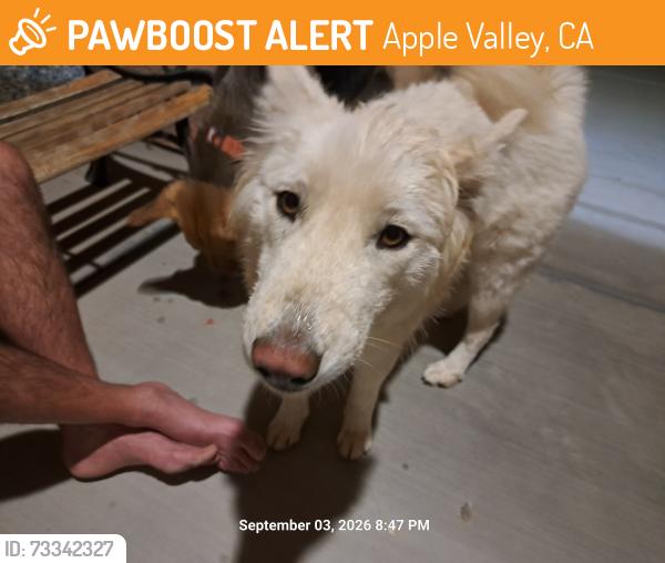 Found/Stray Female Dog last seen Thunderbird rd, Douglas, Apple Valley, CA 92307