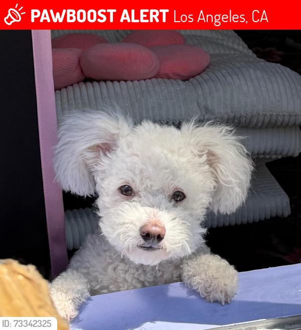Lost Female Dog last seen Hatteras and Elmer St, Los Angeles, CA 91601
