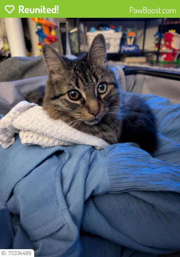 Reunited Female Cat last seen Black Walnut Trail, Mississauga, ON 