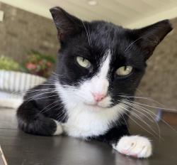 Lost Female Cat last seen Near Meijer on Preston Highway, Okolona, KY 40229