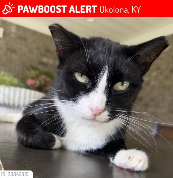 Lost Female Cat last seen Near Meijer on Preston Highway, Okolona, KY 40229