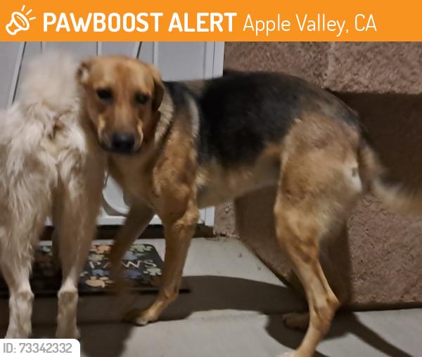 Found/Stray Female Dog last seen Thunderbird rd, Douglas, Apple Valley, CA 92307
