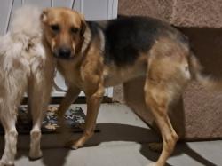 Found/Stray Female Dog last seen Thunderbird rd, Douglas, Apple Valley, CA 92307