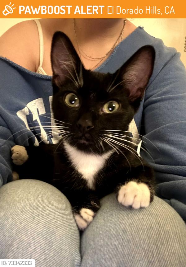 Found/Stray Female Cat last seen Copperhill apmts, El Dorado Hills, CA 95762