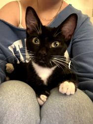 Found/Stray Female Cat last seen Copperhill apmts, El Dorado Hills, CA 95762