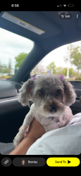 Lost Female Dog last seen Fallman, Discovery Bay, CA 94505