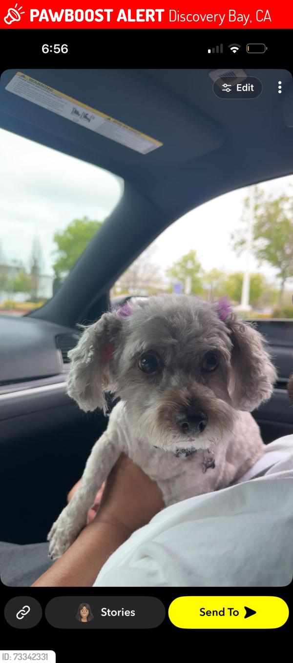 Lost Female Dog last seen Fallman, Discovery Bay, CA 94505