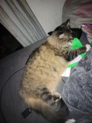 Reunited Female Cat last seen 12th and Folsom, San Francisco, CA 94103